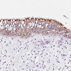 COP Antibody, Novus Biologicals:Antibodies:Primary Antibodies